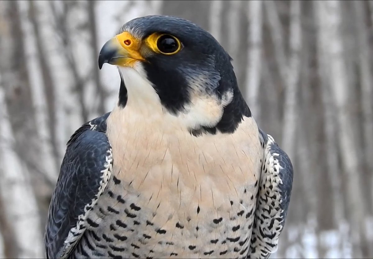 Сокол Сапсан в тундре