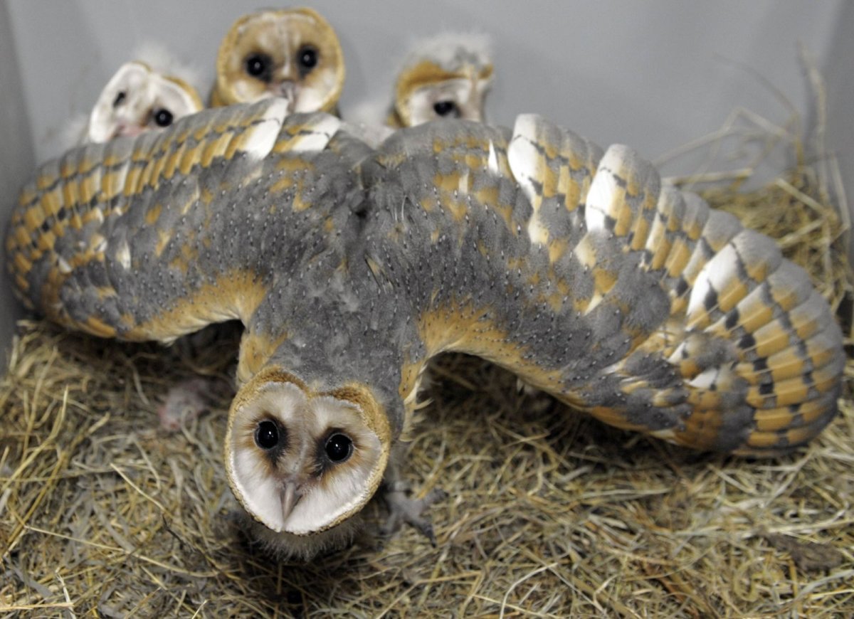 Птенец Сипухи