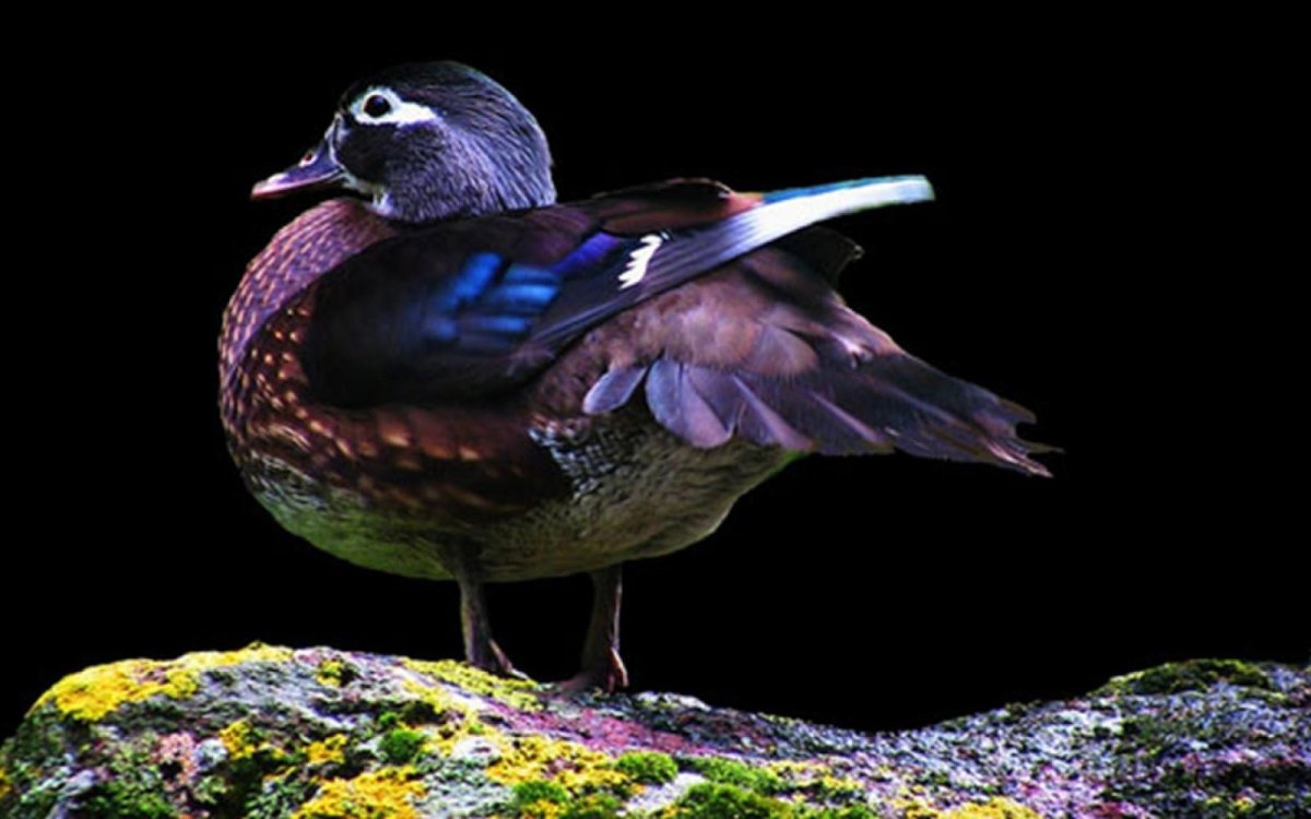 Планета птиц