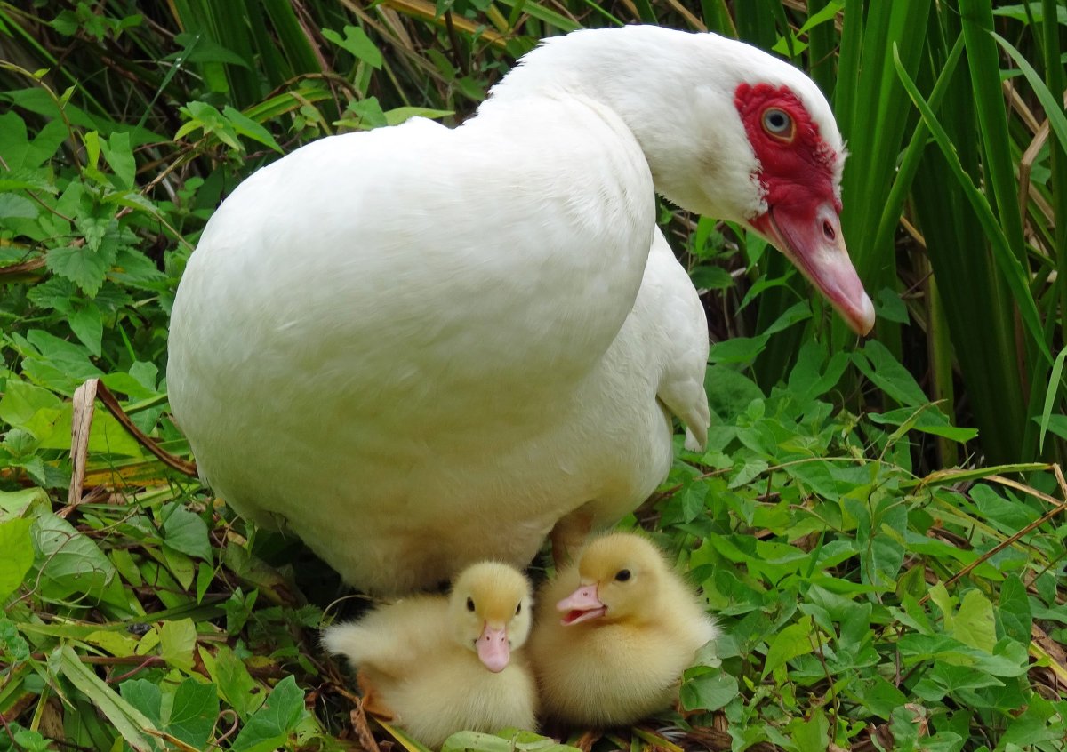 Домашние птицы и Детеныши