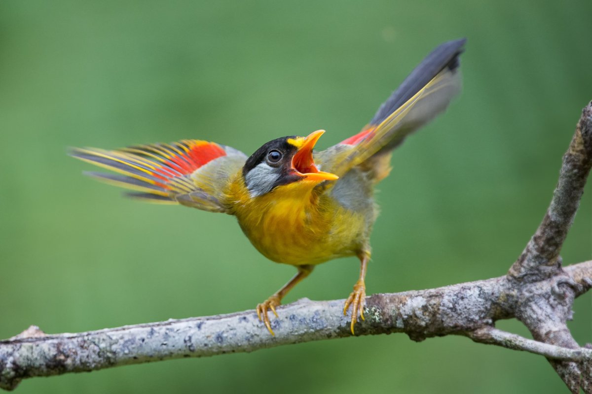 Белоухий лиотрикс