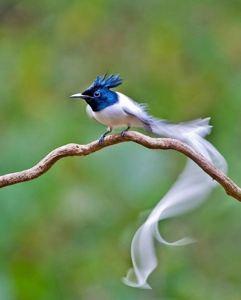 Длиннохвостая Райская мухоловка