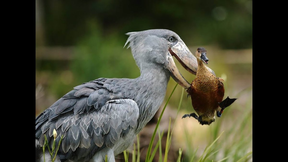 Королевский китоглав