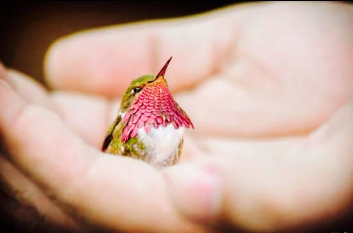 Птенцы Колибри Размеры