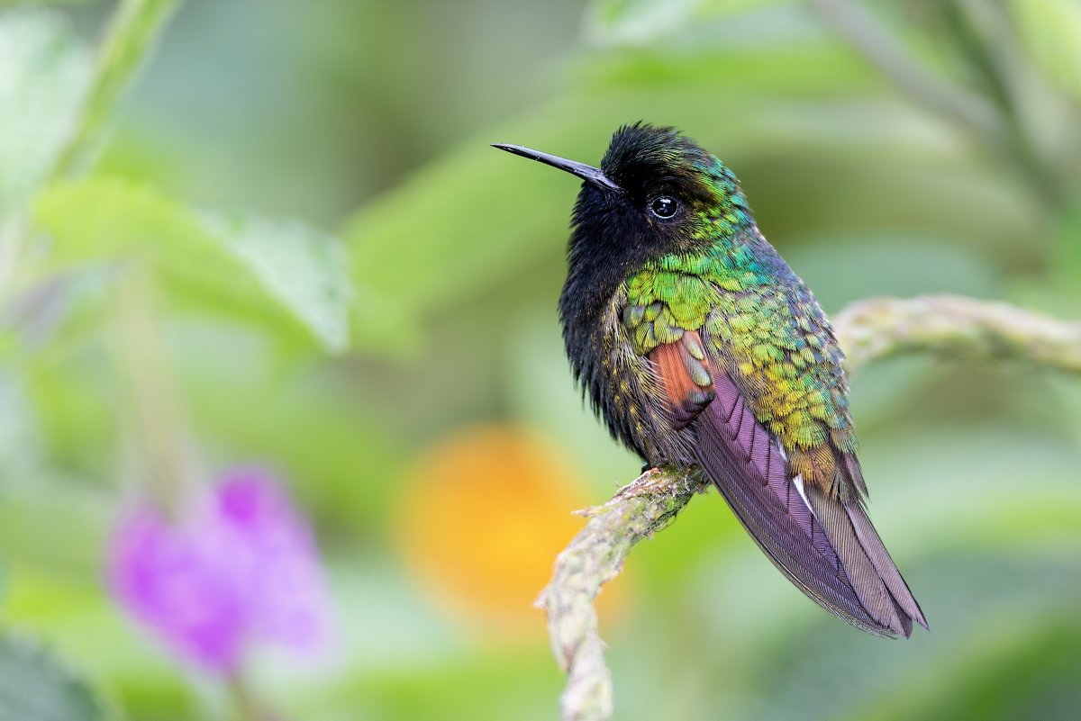 Самое маленькое существо