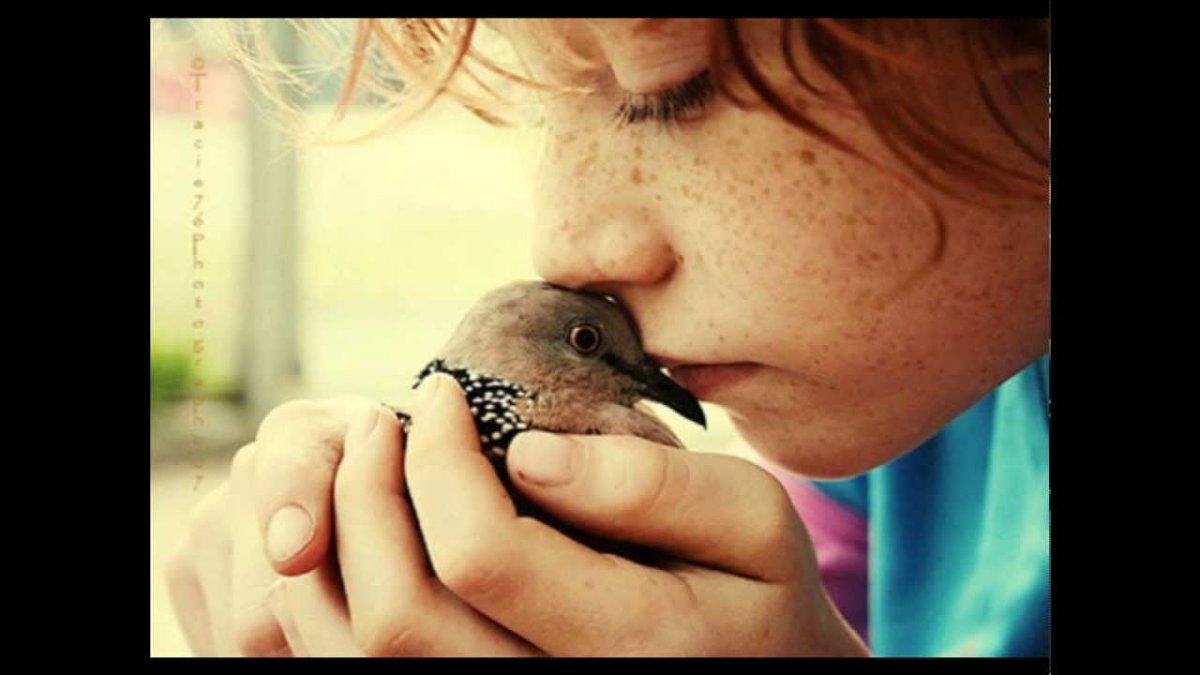 Самая маленькая птица в мире Колибри