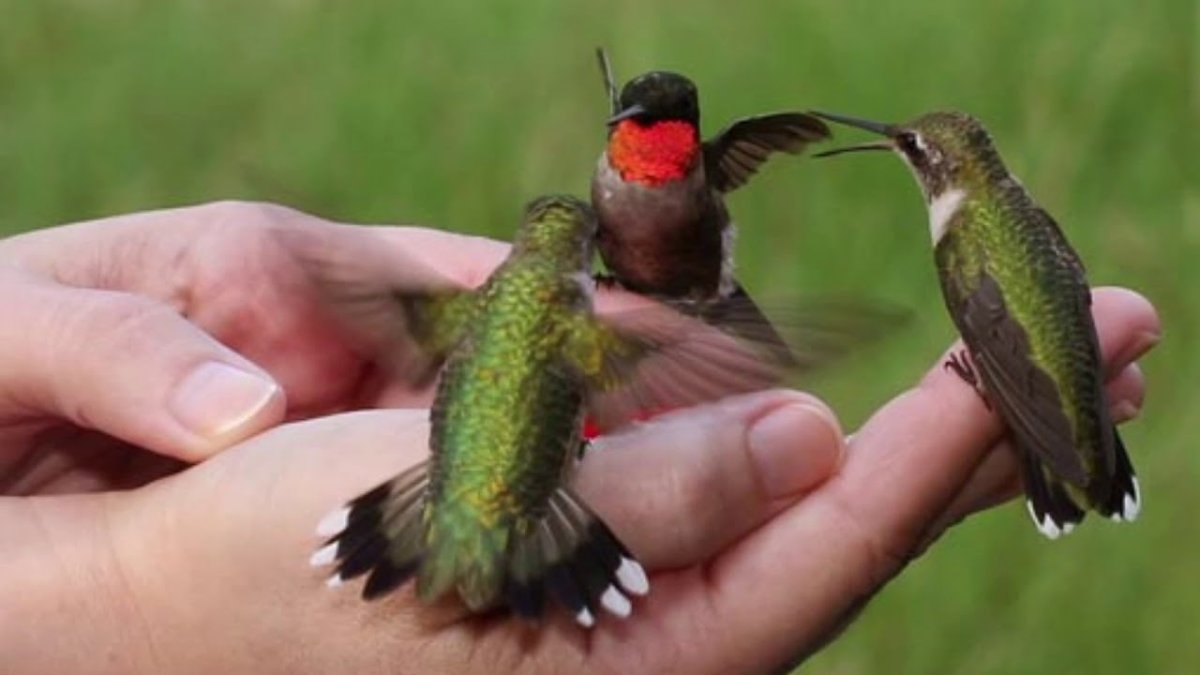 Люди любящие птиц