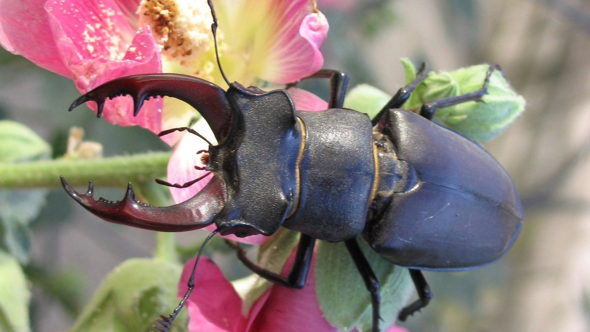 Майский Жук Рогач