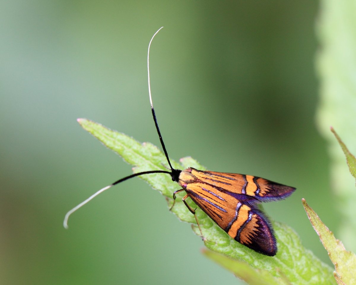 Мадагаскарский Бражник