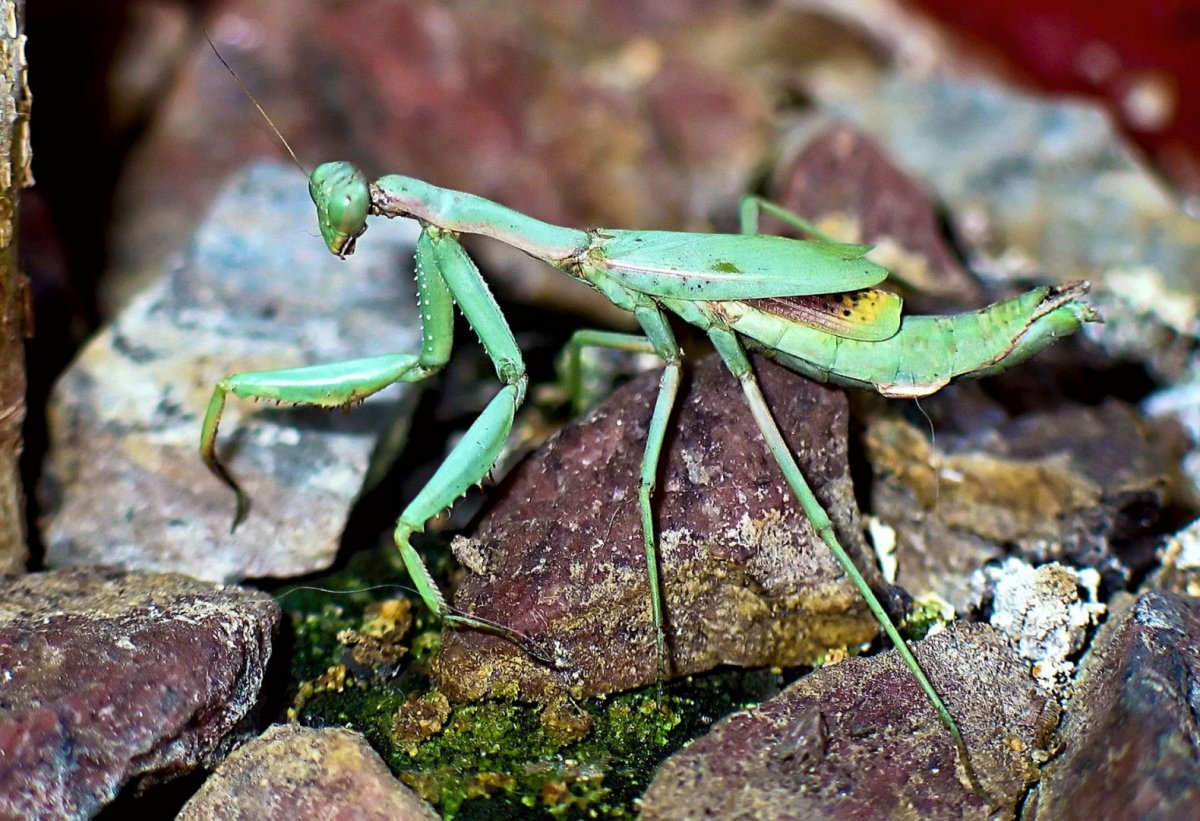 Жук богомол