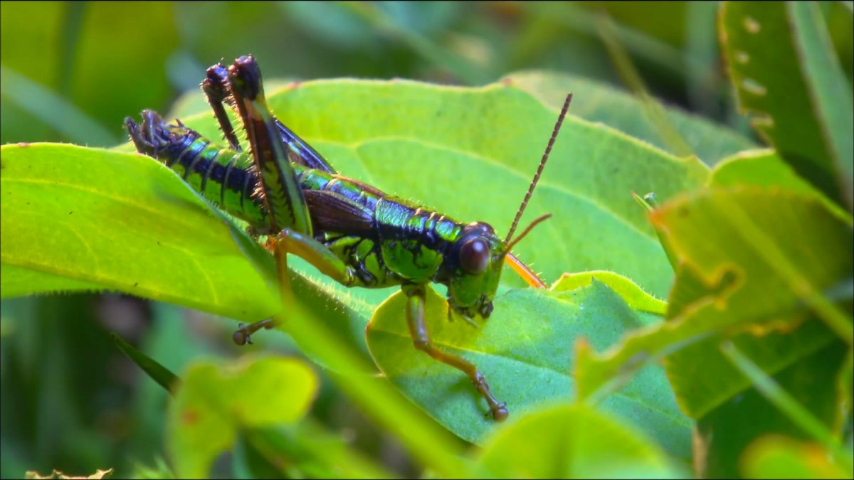 Насекомые Абхазии