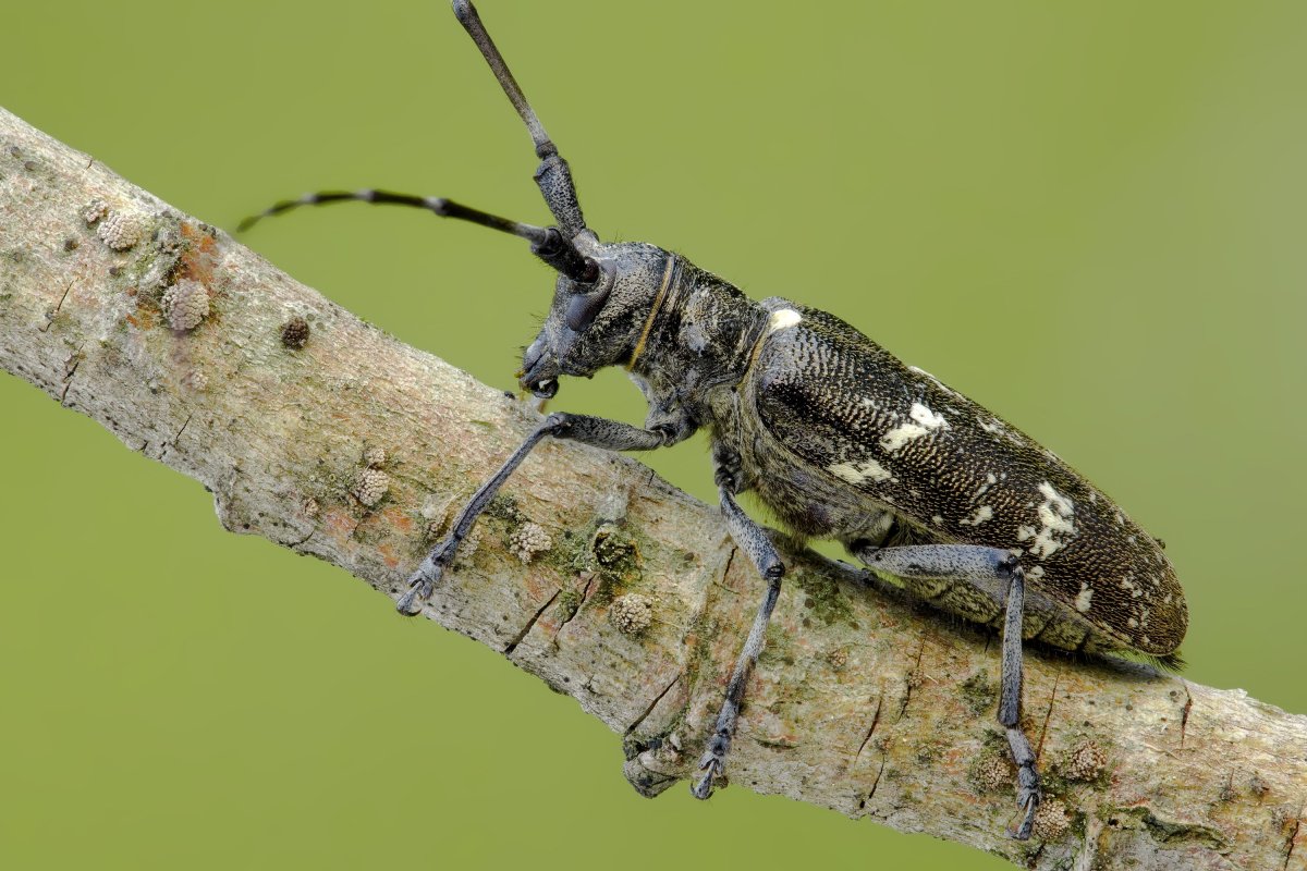 Жук усач реликтовый