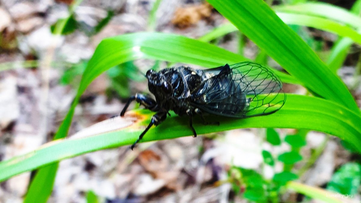 Насекомые насекомые Хабаровского края