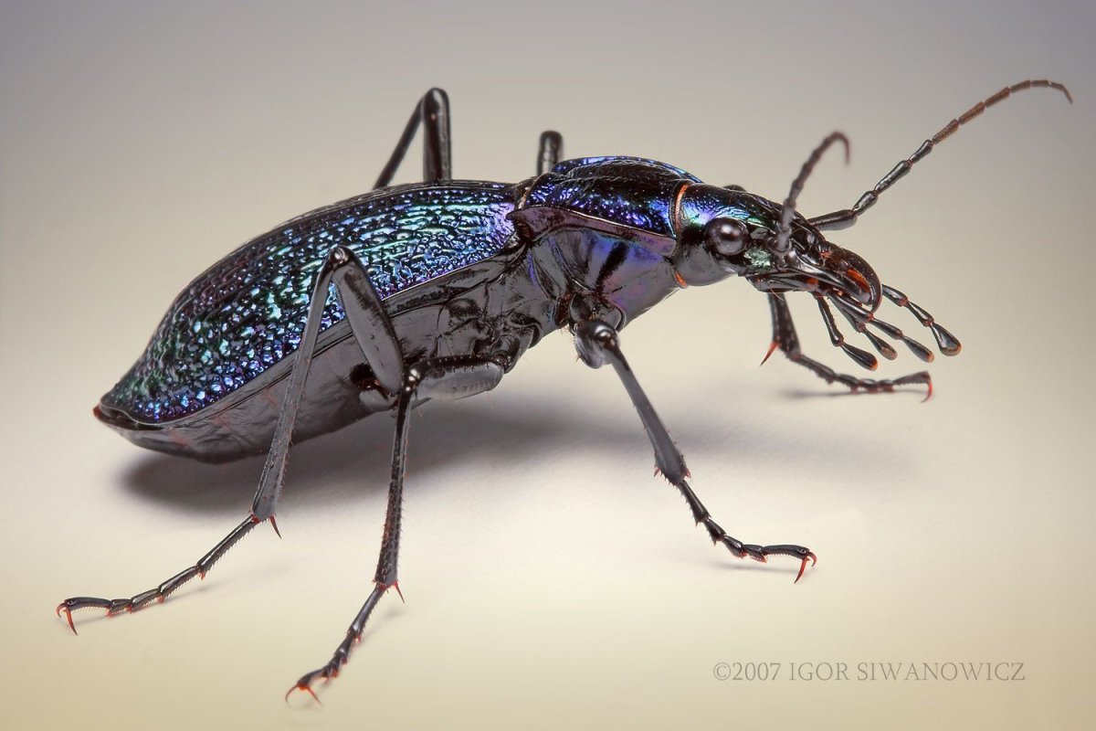 Жужелица макро