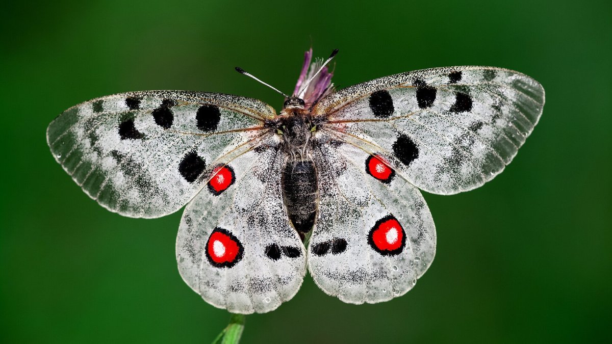 Аполлон обыкновенный бабочка