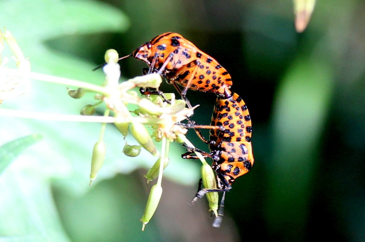 Насекомые Оренбургской области