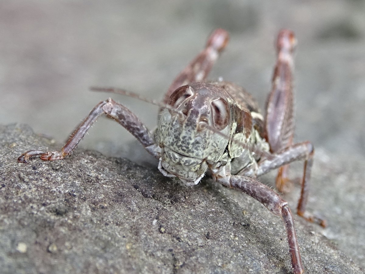 Дикие насекомые Приморского края