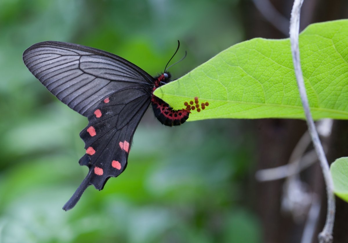 Алкиной (Atrophaneura Alcinous)