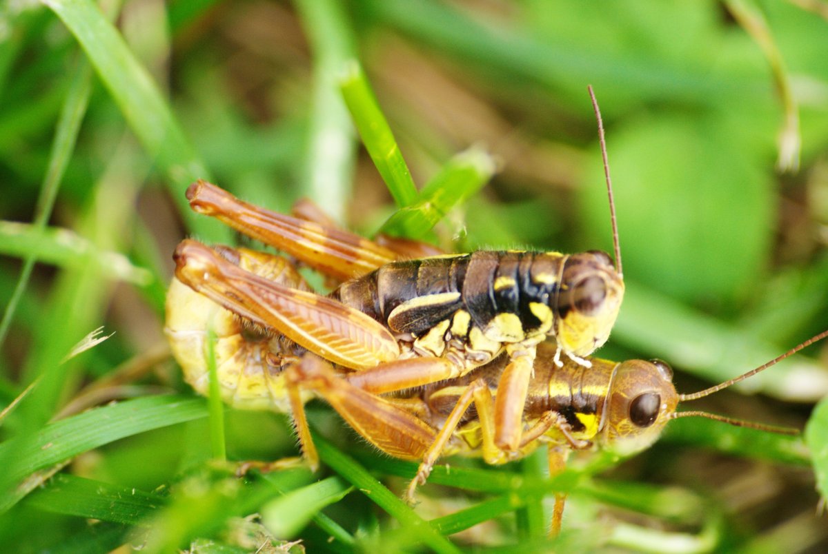 Насекомые Лазовского заповедника