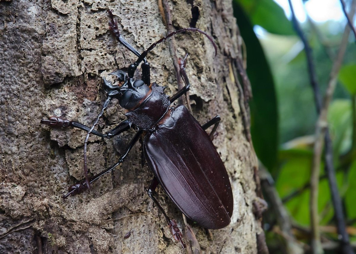 Жук Titanus giganteus
