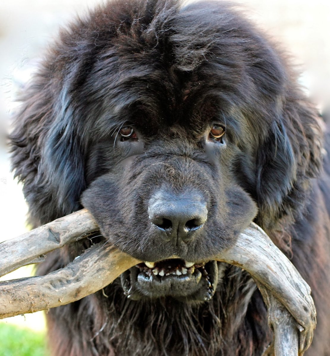 Тибетский мастиф гигантский исполин