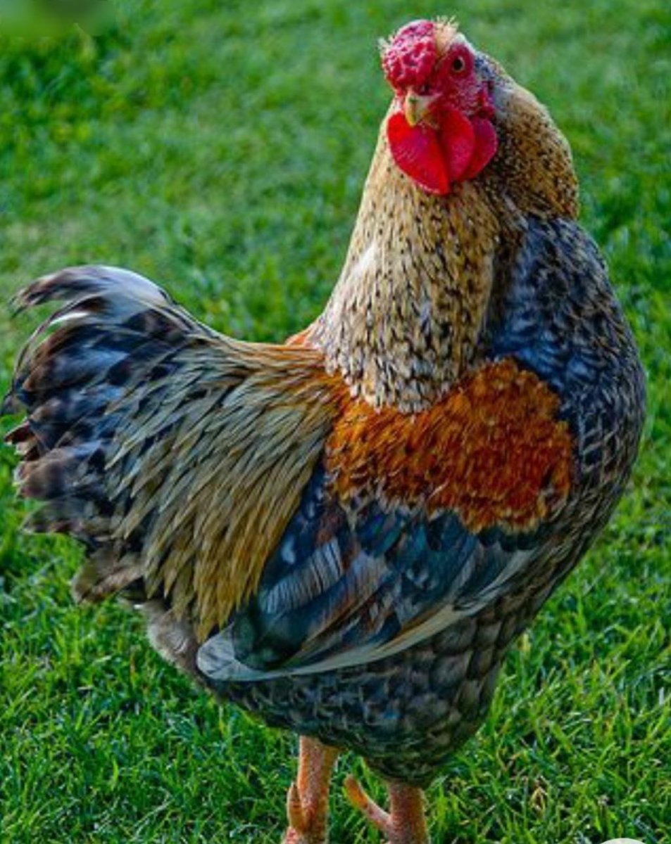 Итальянская куропатчатая