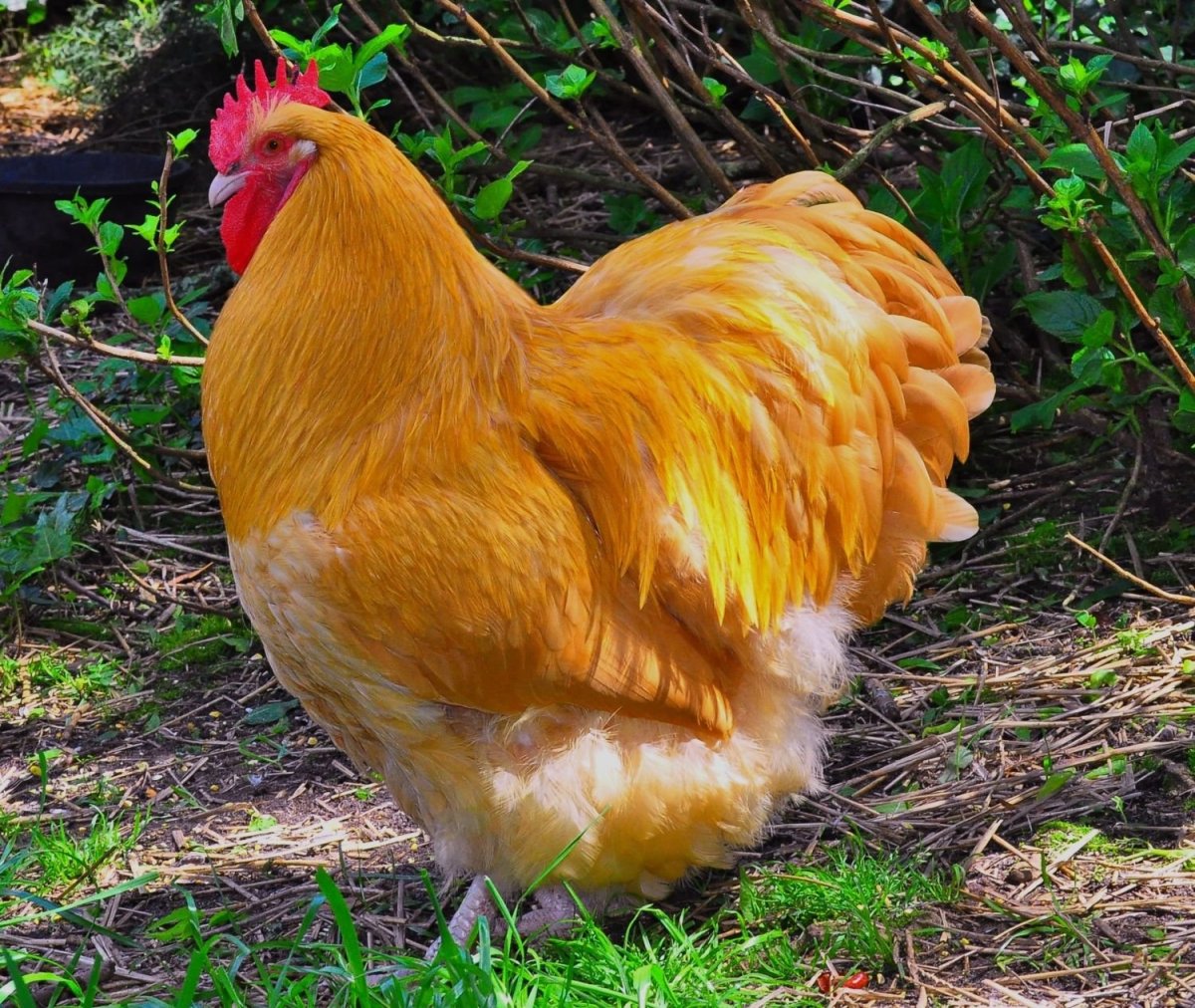 Орпингтон палевый