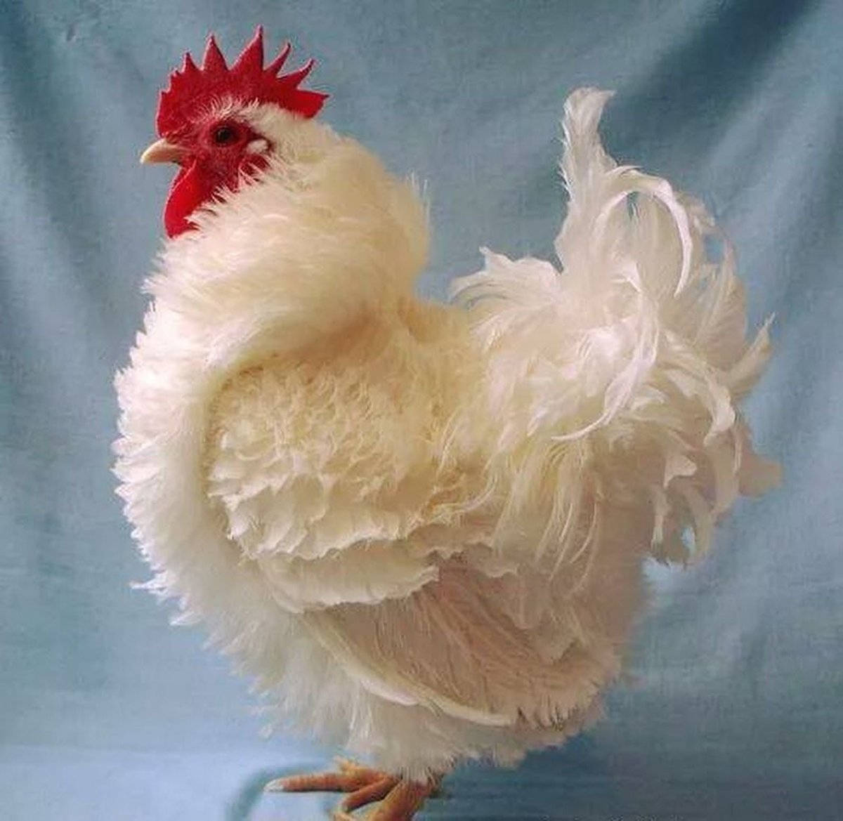 Курчавая порода кур