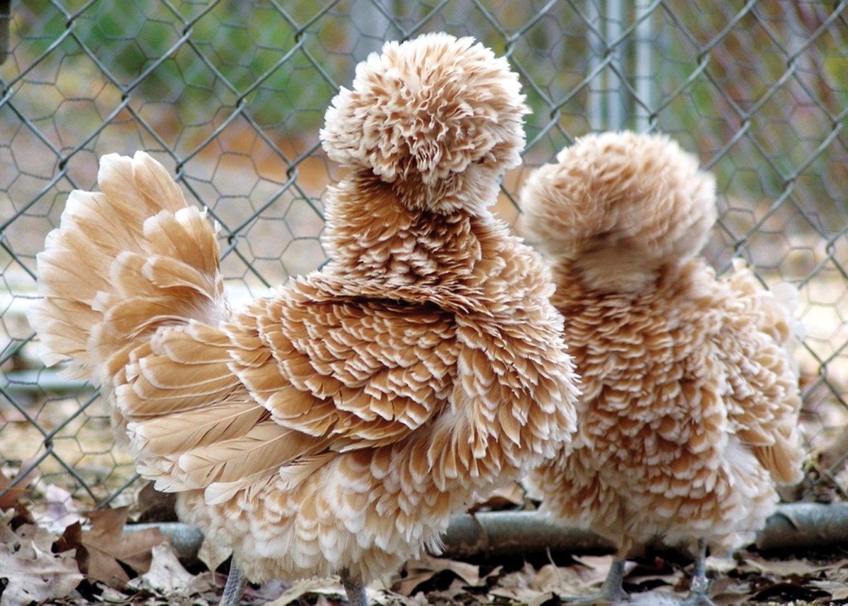 Куры породы падуан