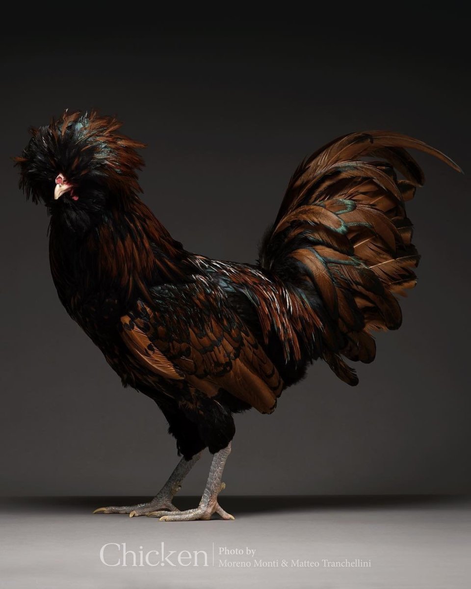 Карликовый Феникс порода кур