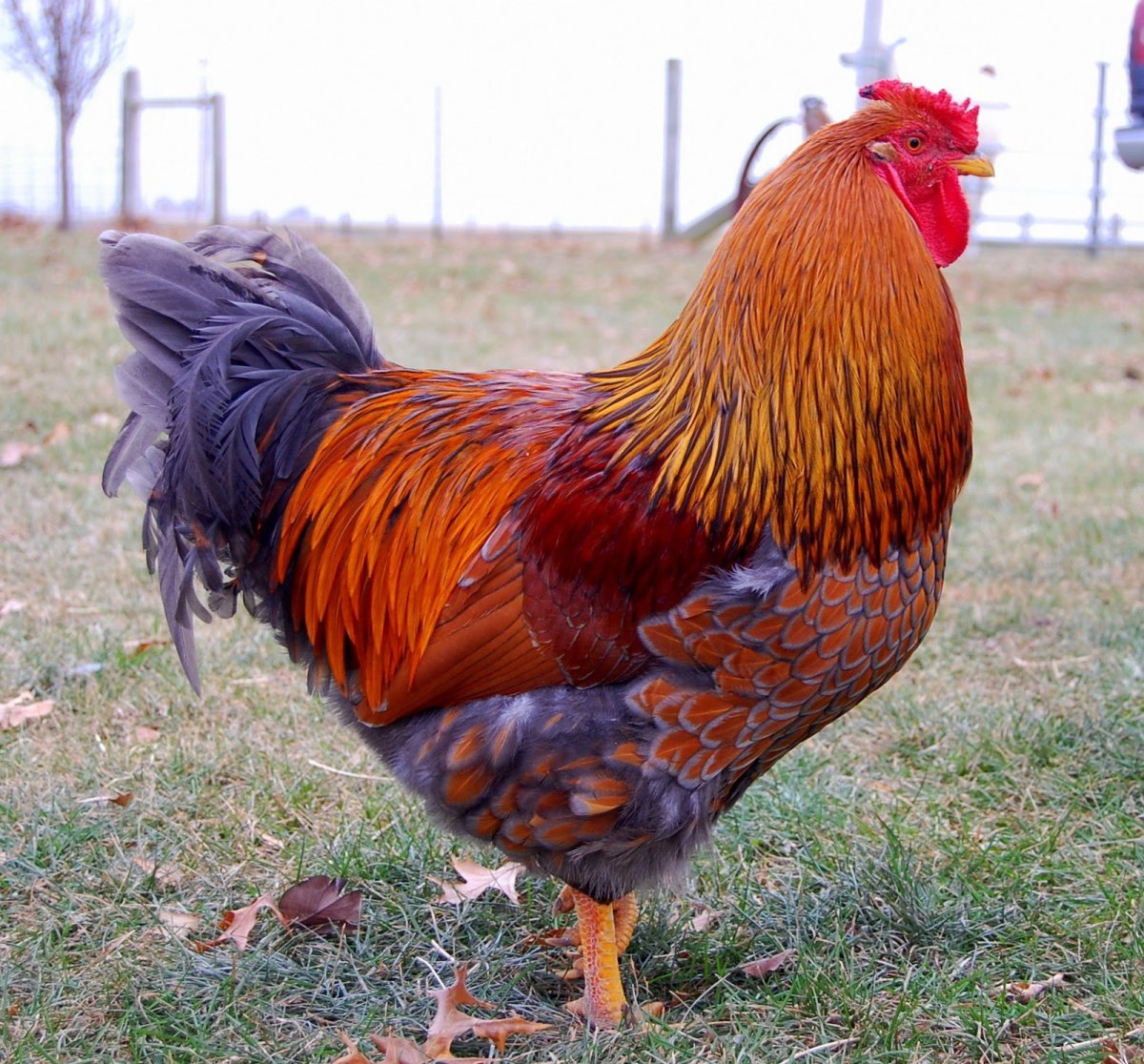 Маран черно медный