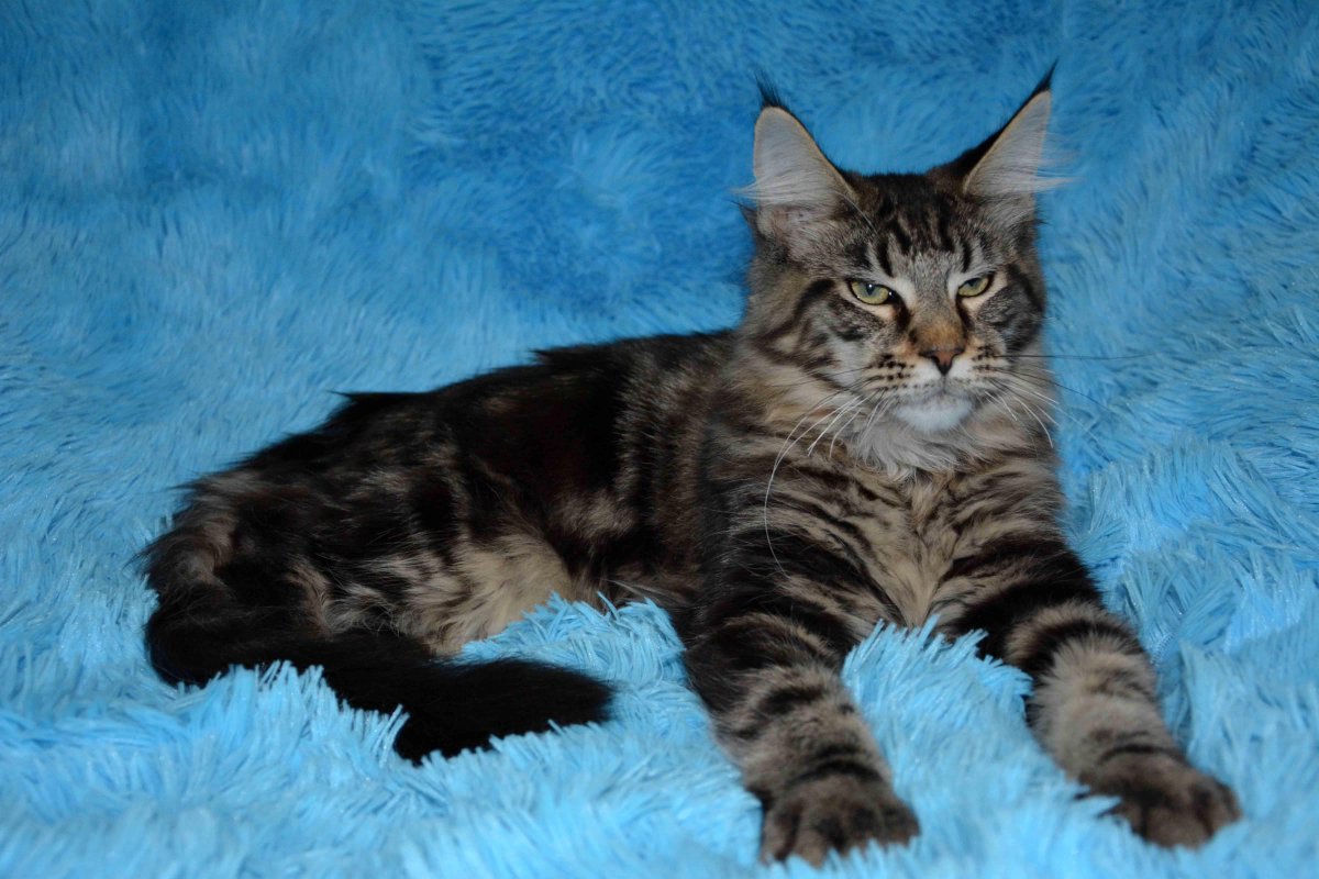 Мейн кун черный мрамор