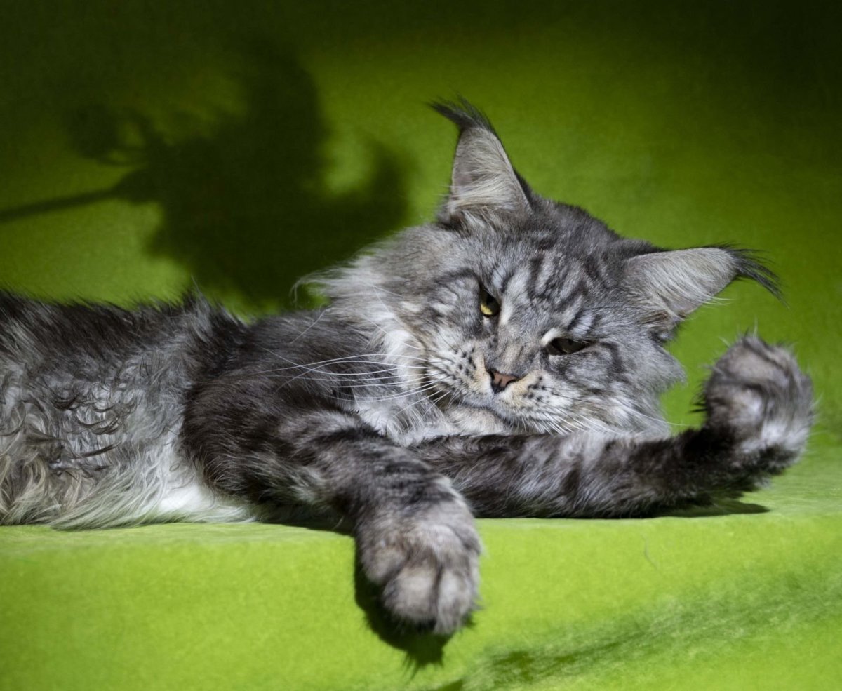 Американский Мейн кун