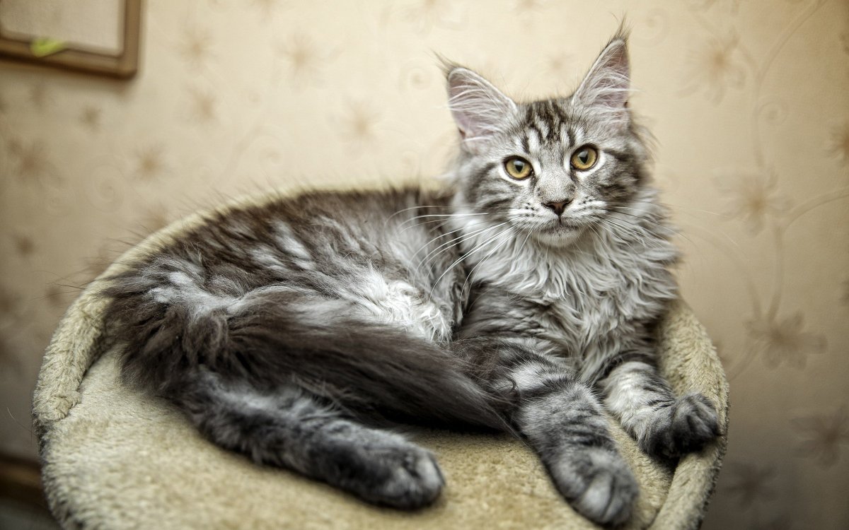 Серый Мейн кун котенок