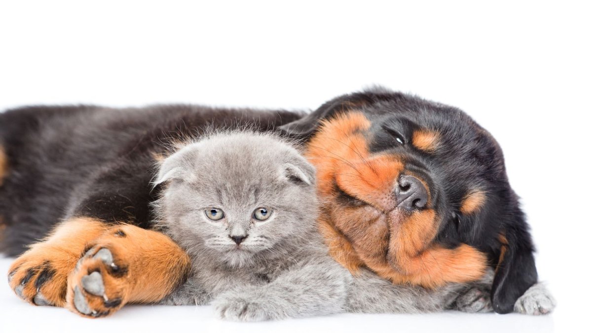 Порода собак Бигль