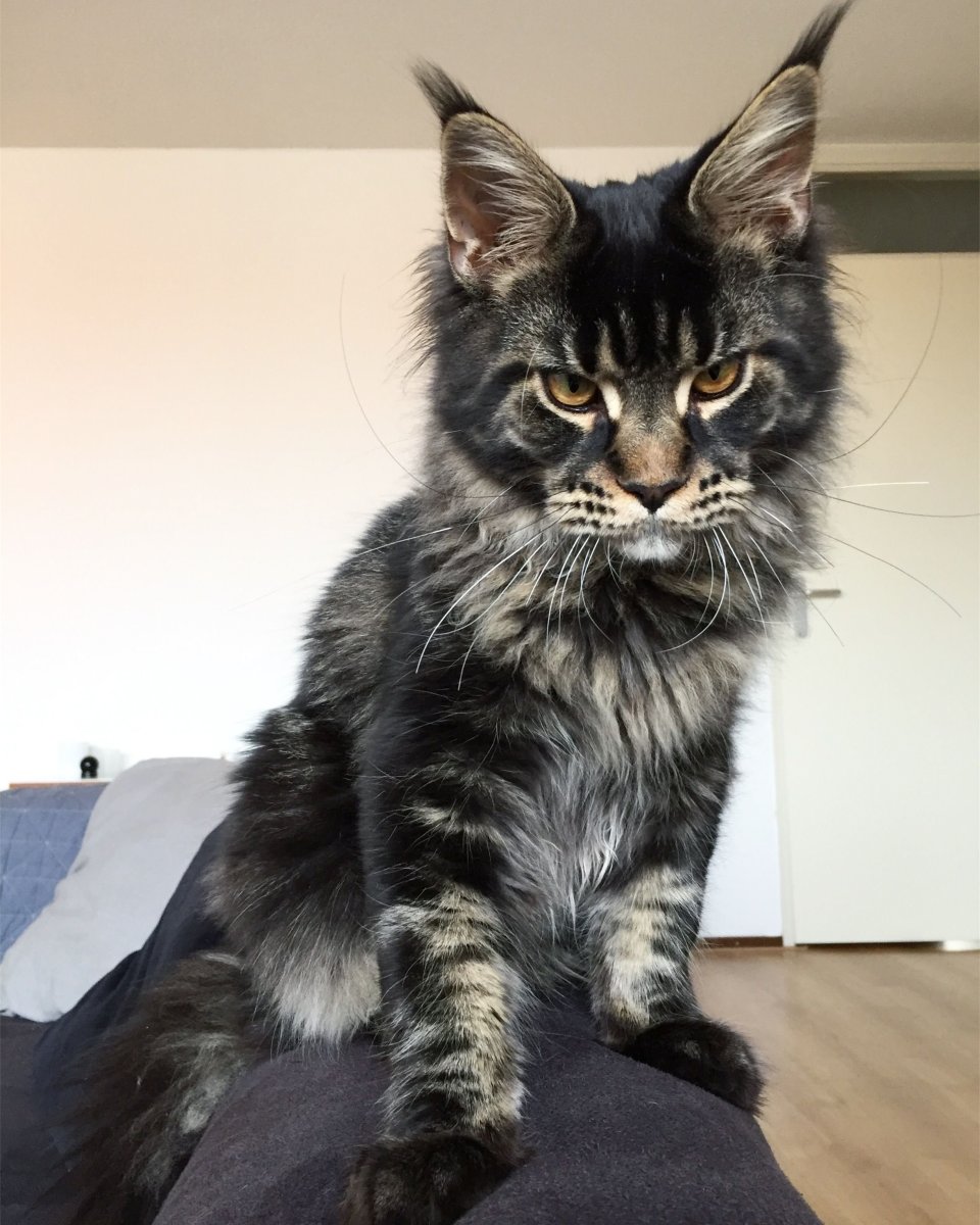 Окрас n22 Мейн кун