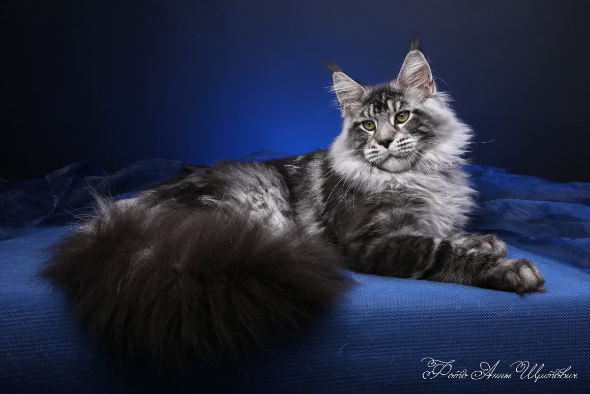 Мейн кун черный табби