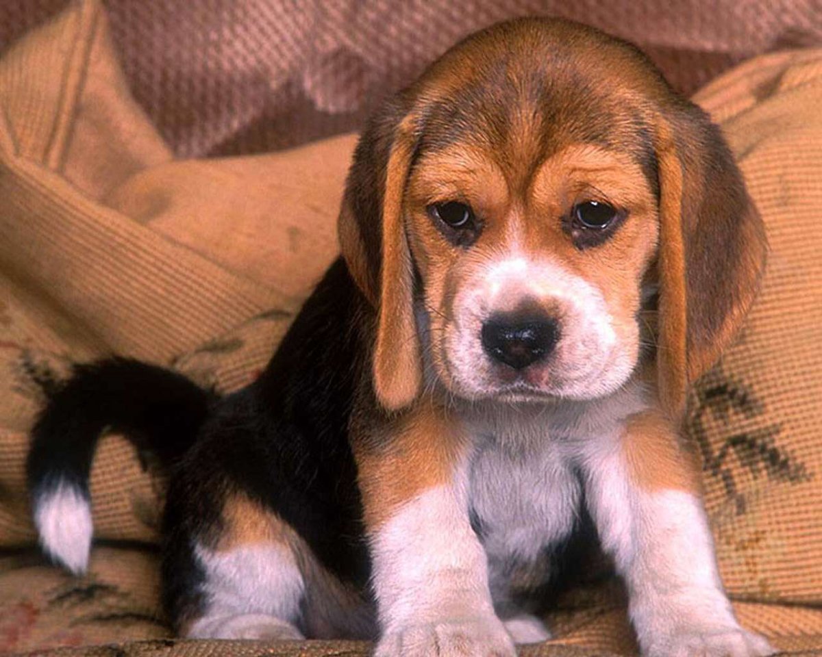 Маленькая собачка с висячими ушками