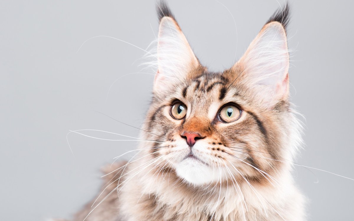 Мейн кун маленький котенок