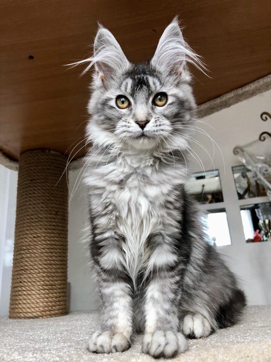 Мейн кун полосатый котенок