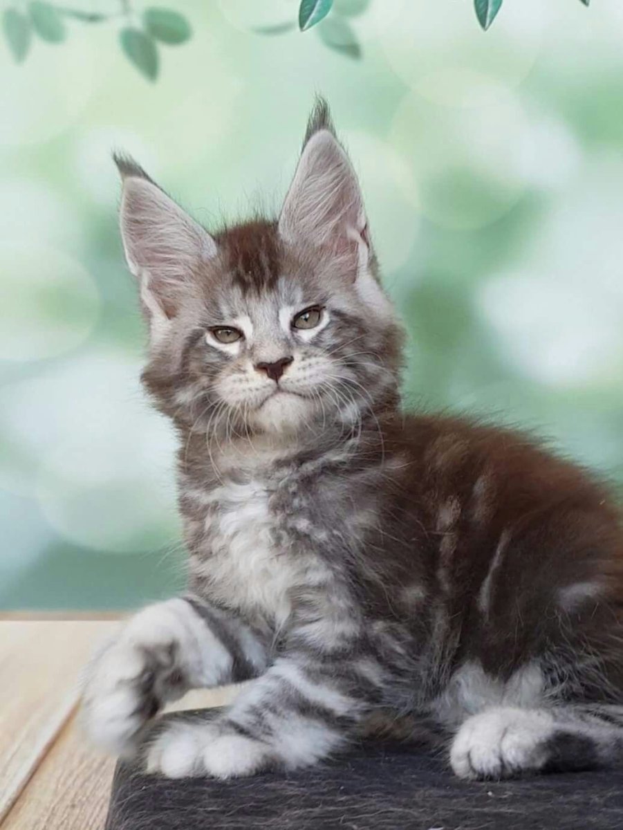 Мейн кун мраморный