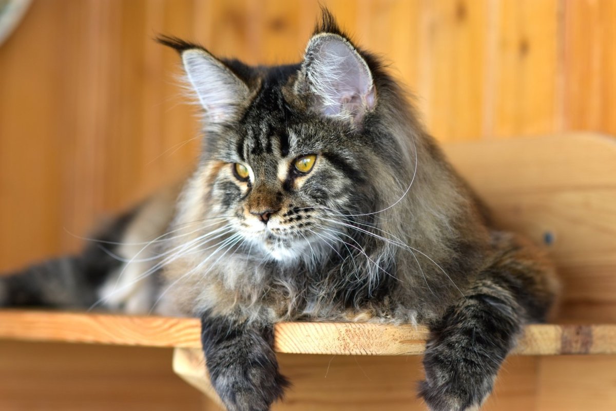 Черный мраморный Мейн кун