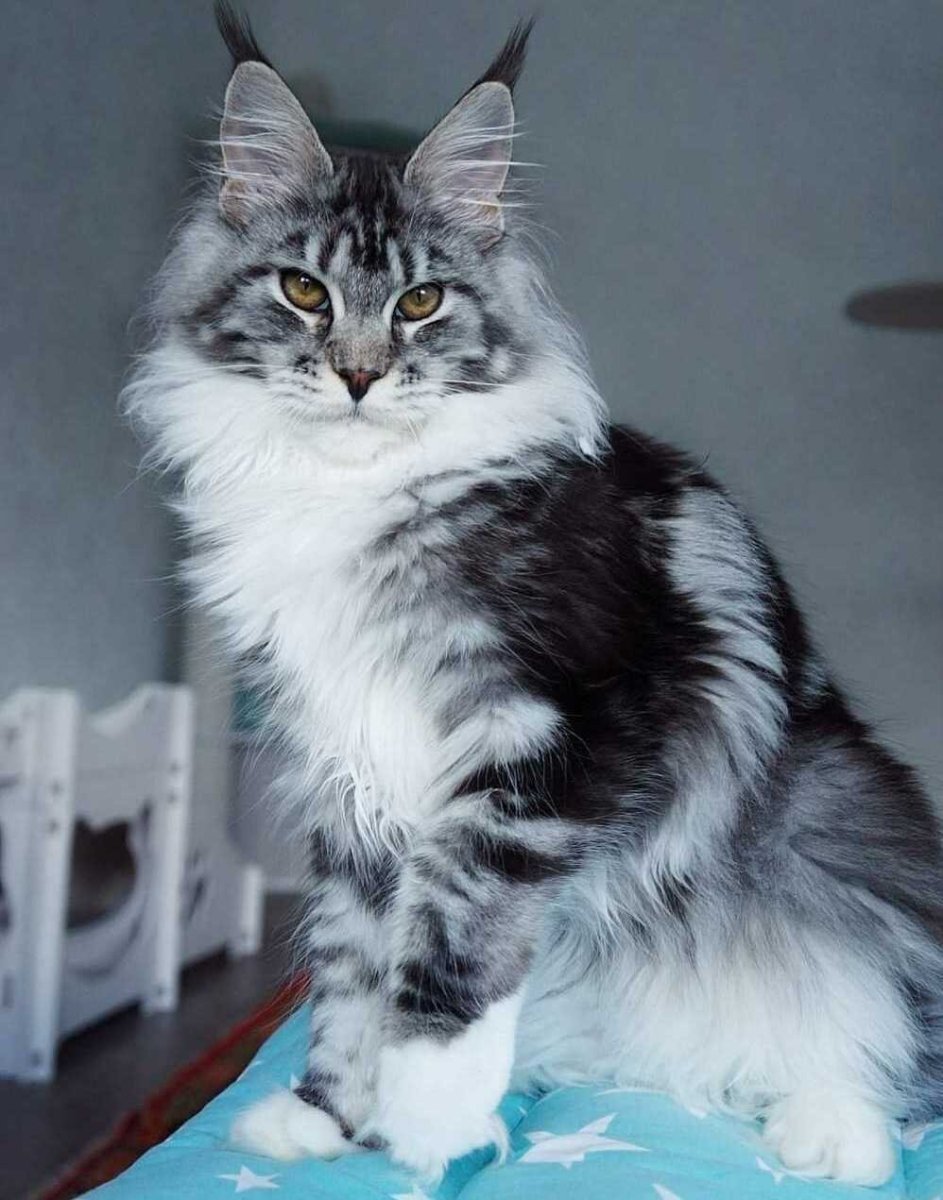 Мейн кун мраморный