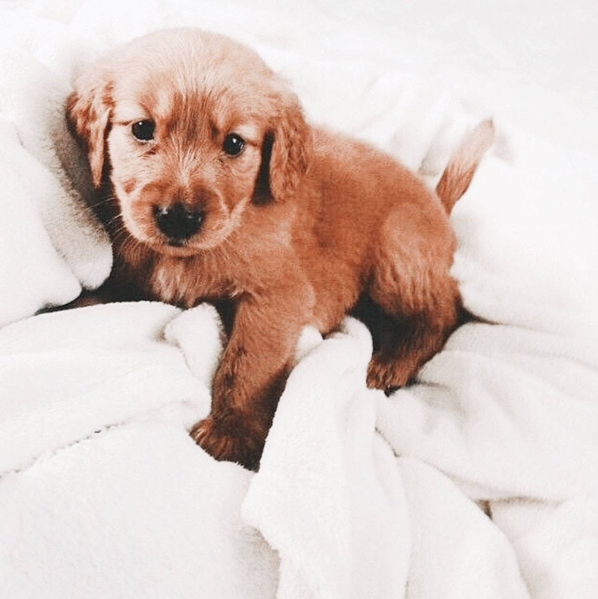 Милые котята и щенки