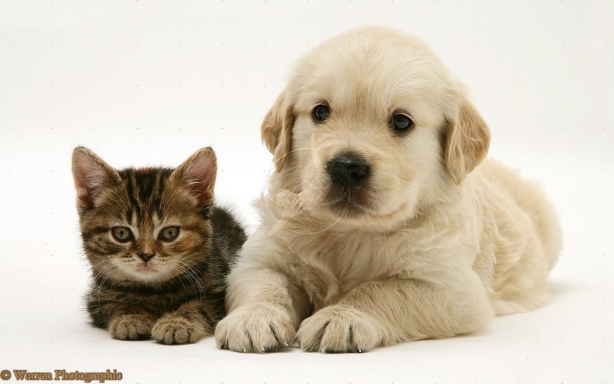 Лабрадор вислоухий