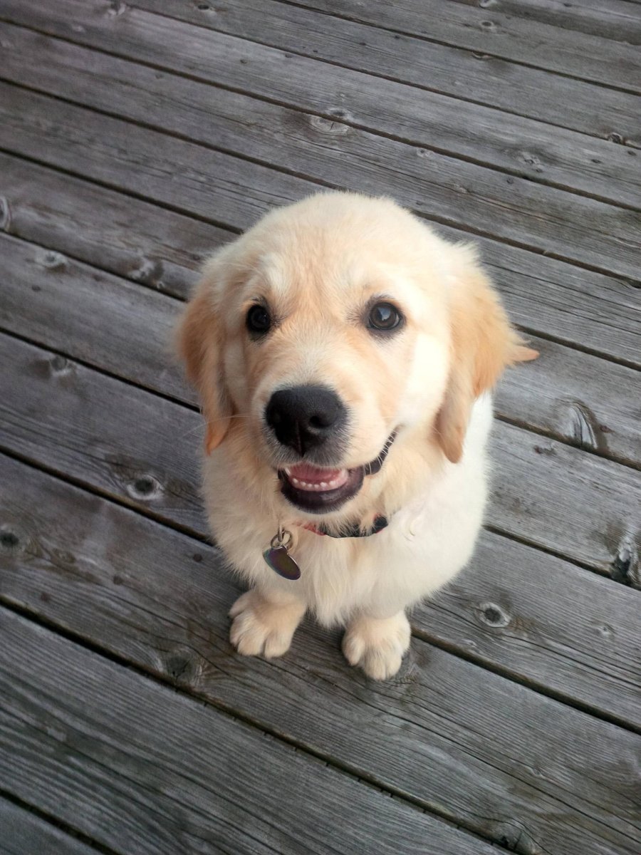 Бигль светлый