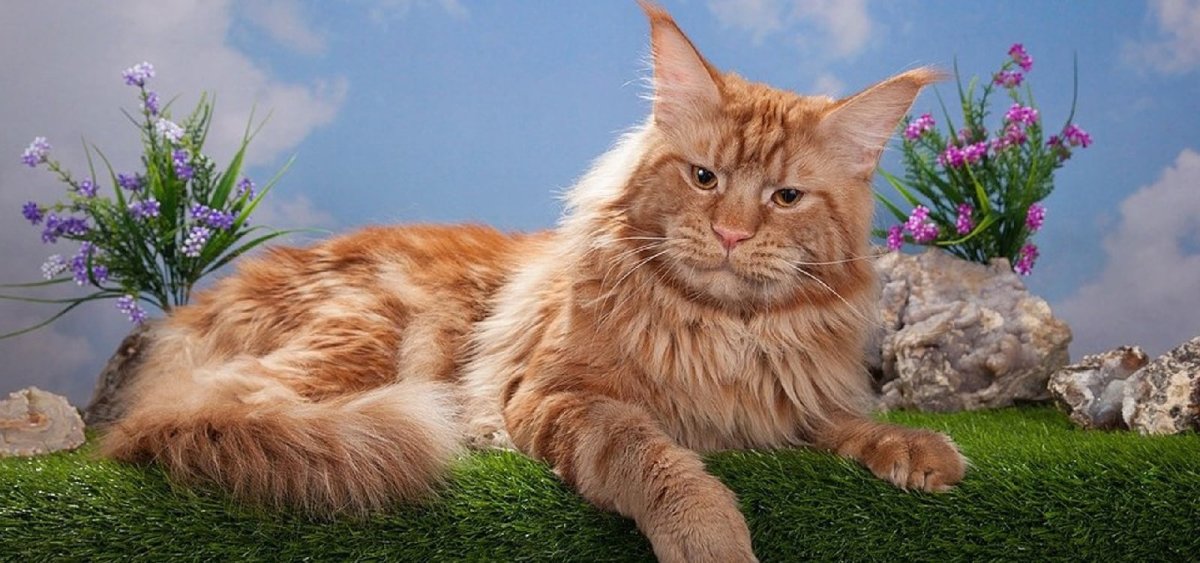 Котята Мейн-кун много