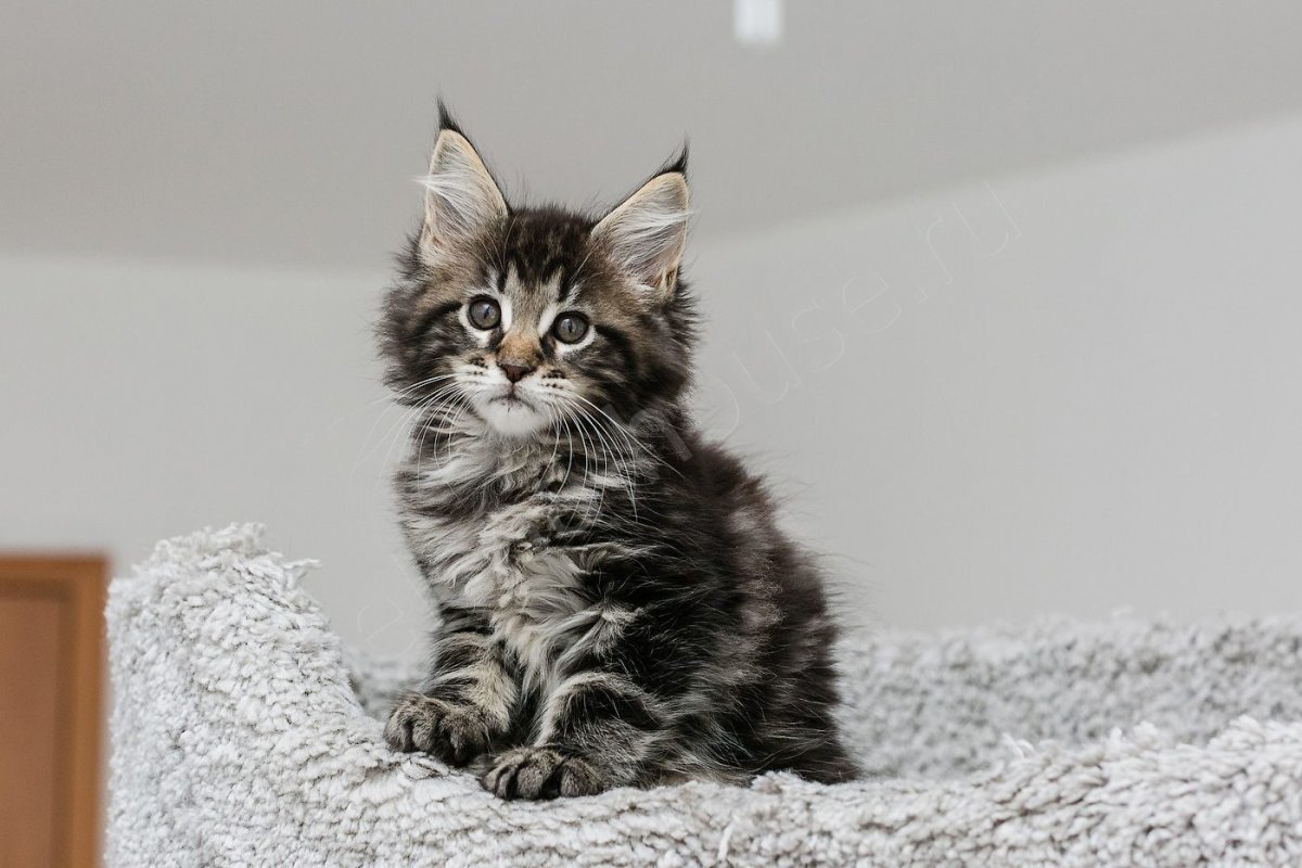 Мейн кун кот 1 год