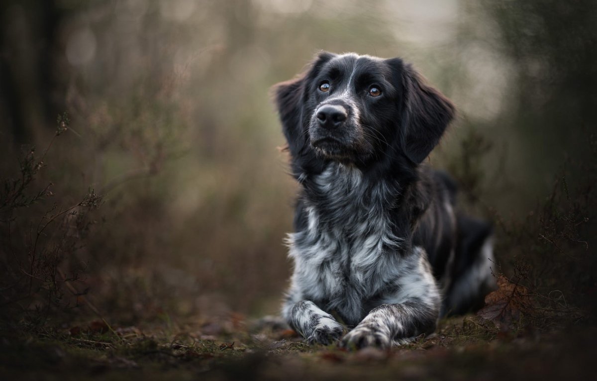Кролик вислоухий баран коричневый