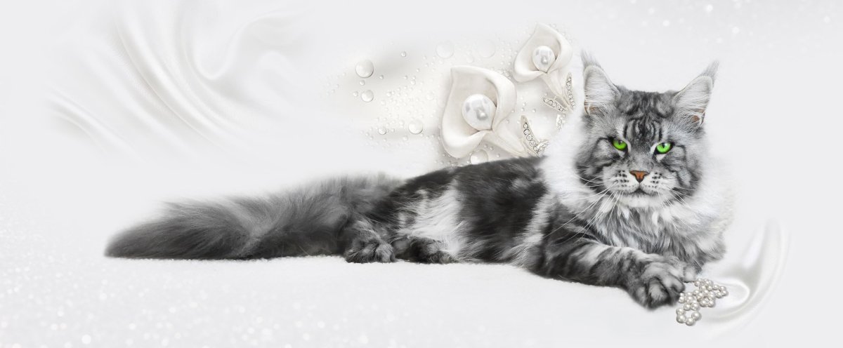 Черный серебристый мраморный Мейн кун